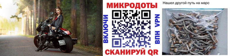Псилоцибиновые грибы Psilocybe  Купить закладки  Салехард 